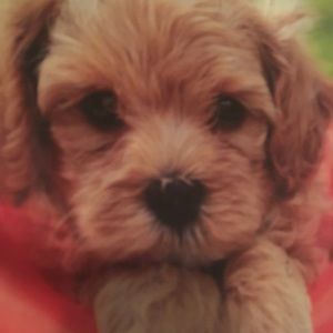 Meet your Posher, Caitlin